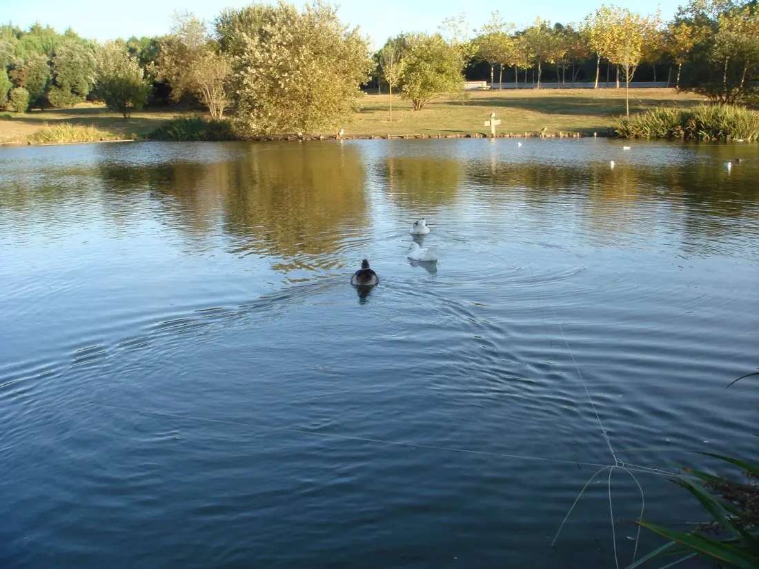 Lago do Parque da Cidade do Porto rodeado de vegetação